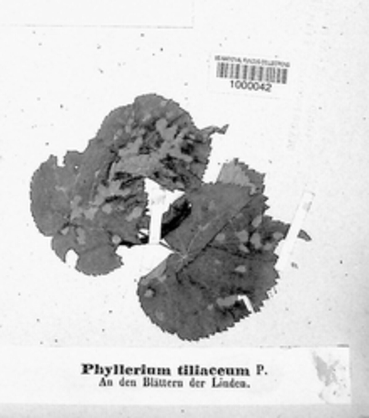 Phyllerium tiliaceum image